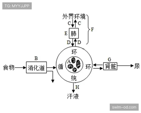 越位旗示意及裁判判罚时机的规则解析